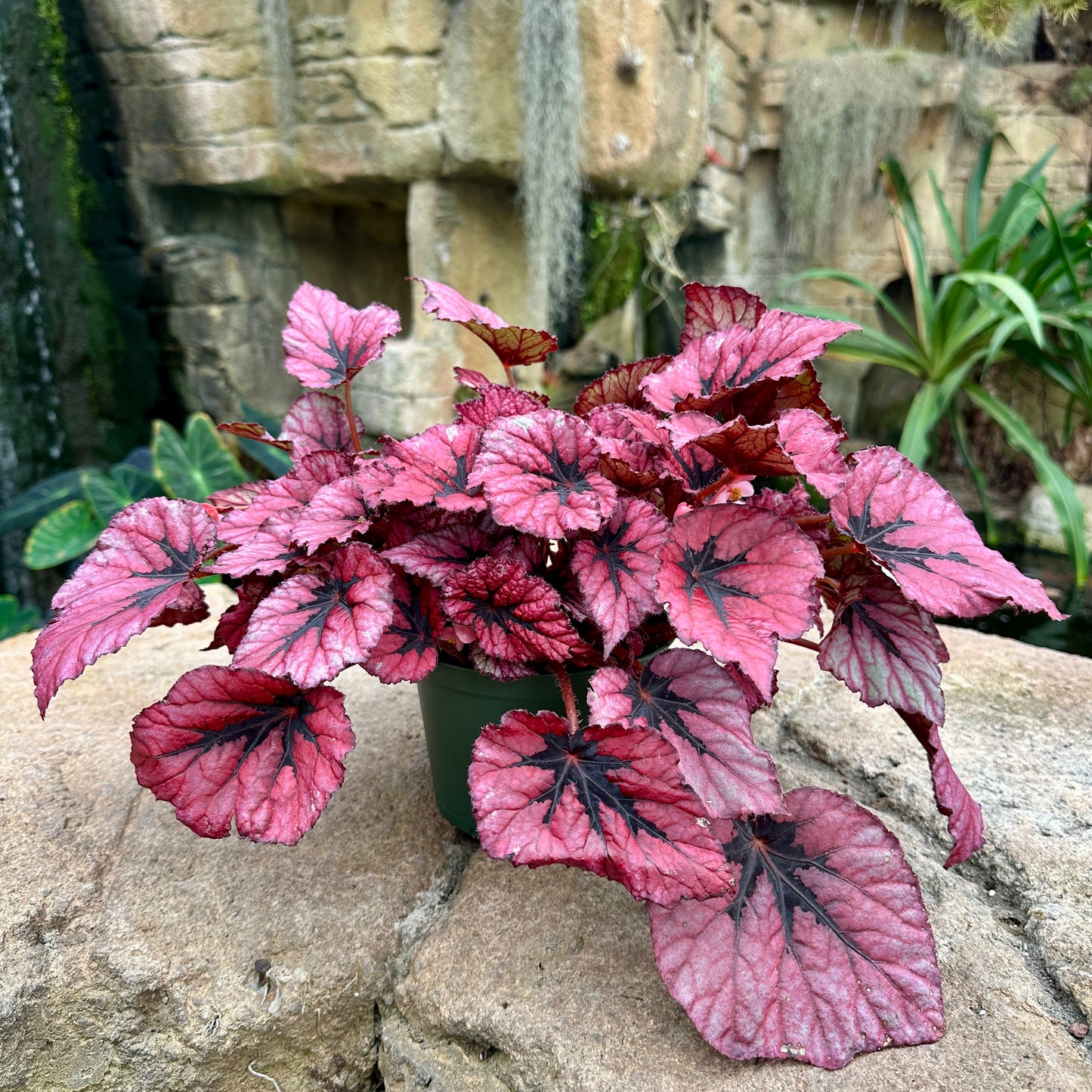 Assorted Rex Begonia
