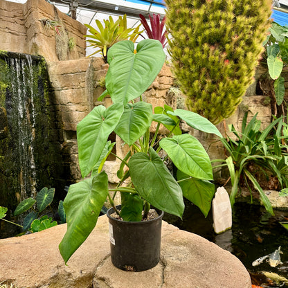 Syngonium chiapense