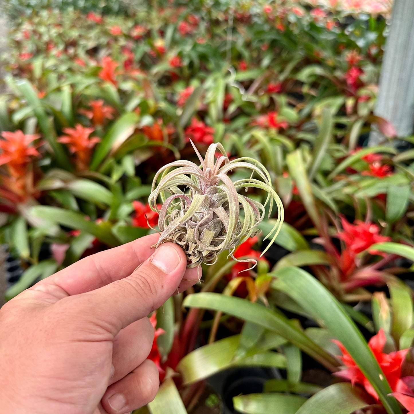 Tillandsia ‘The Twisted Predator’ (T. ionantha Predator x T. streptophylla)