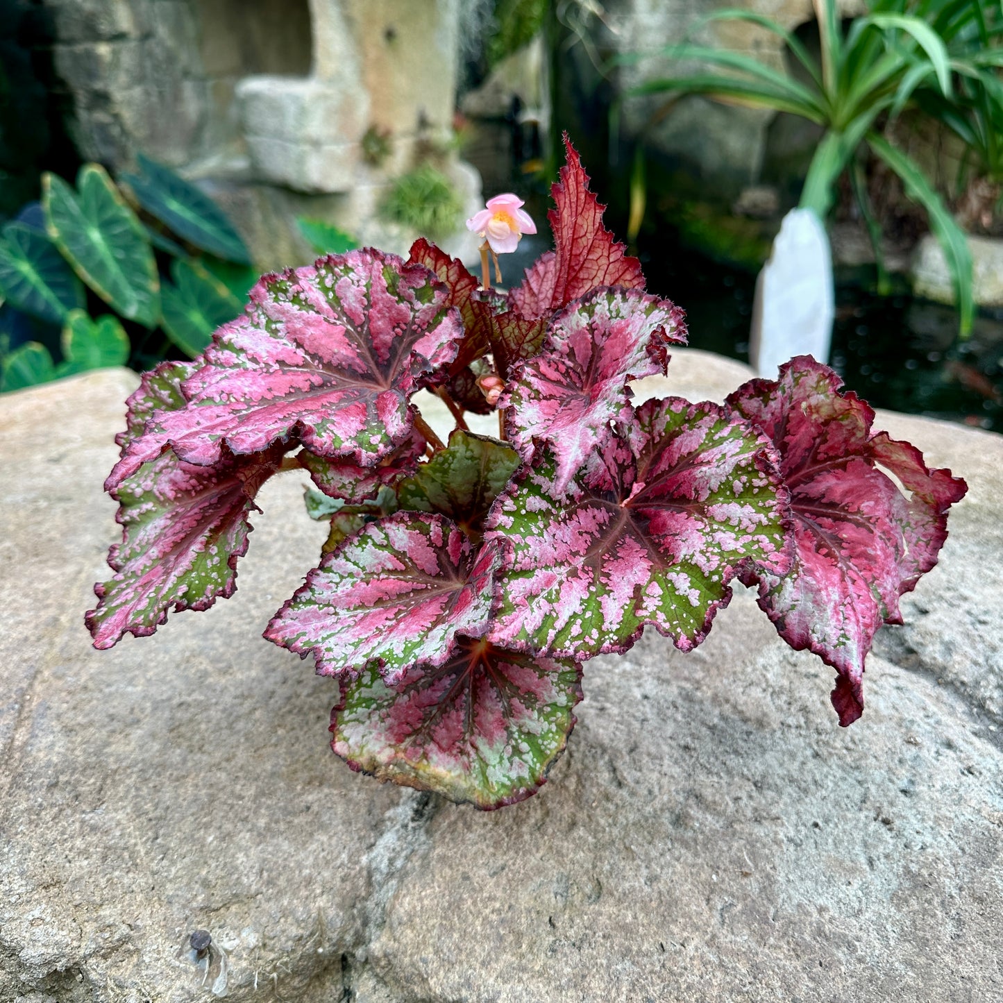 Assorted Rex Begonia
