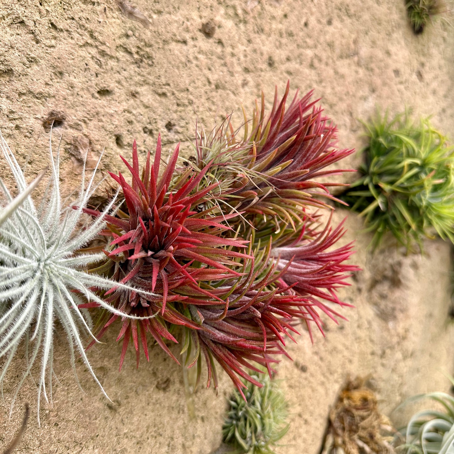 Tillandsia ionantha 'Heart's Blood'
