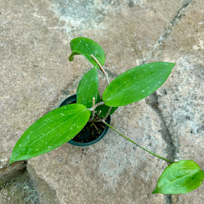 Hoya cinnamomifolia