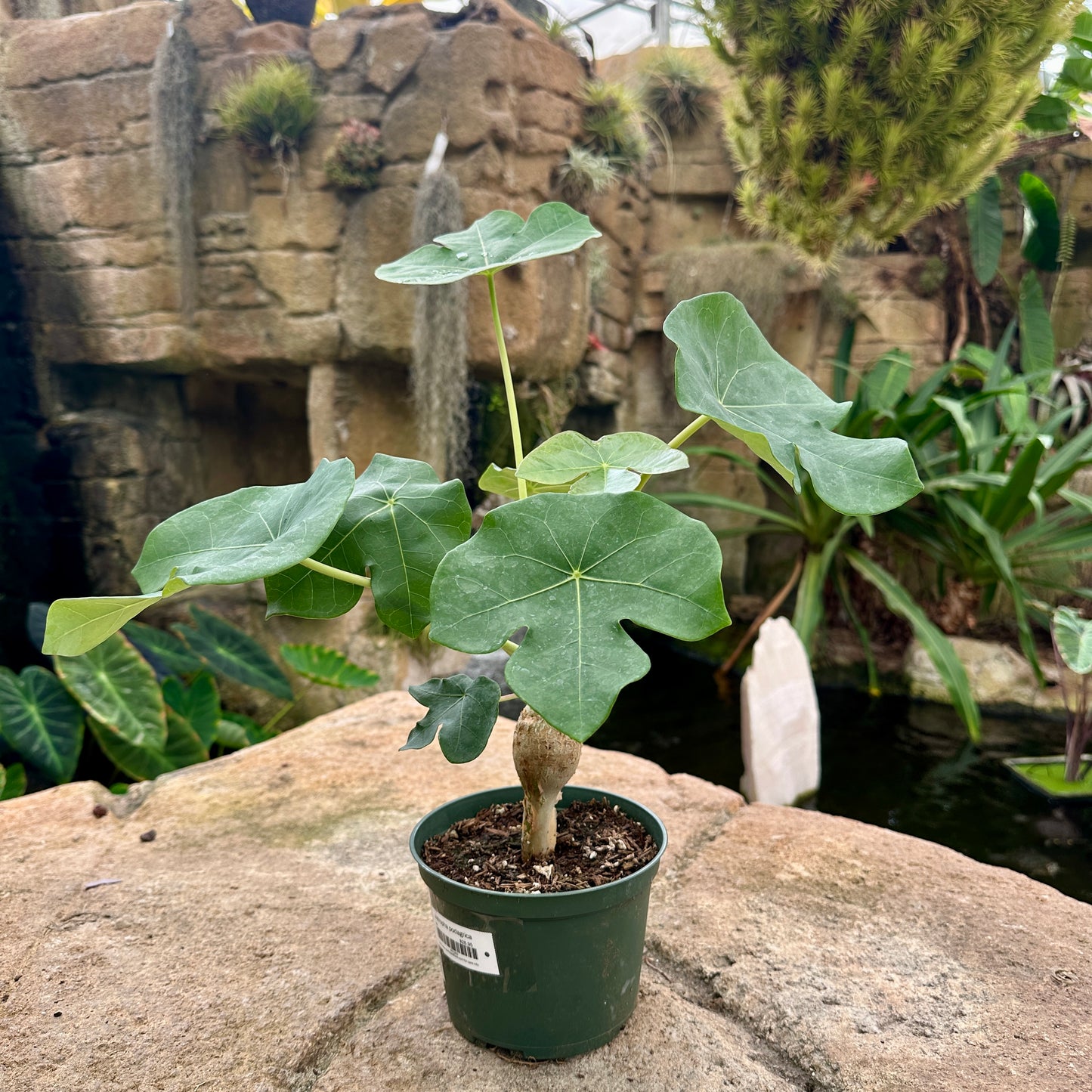 Jatropha podagrica