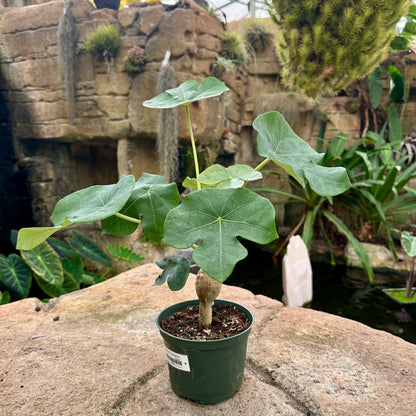 Jatropha podagrica