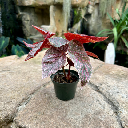 Angel Wing Begonia ‘Maurice Amey’