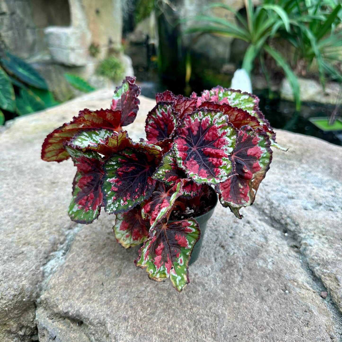 Assorted Rex Begonia