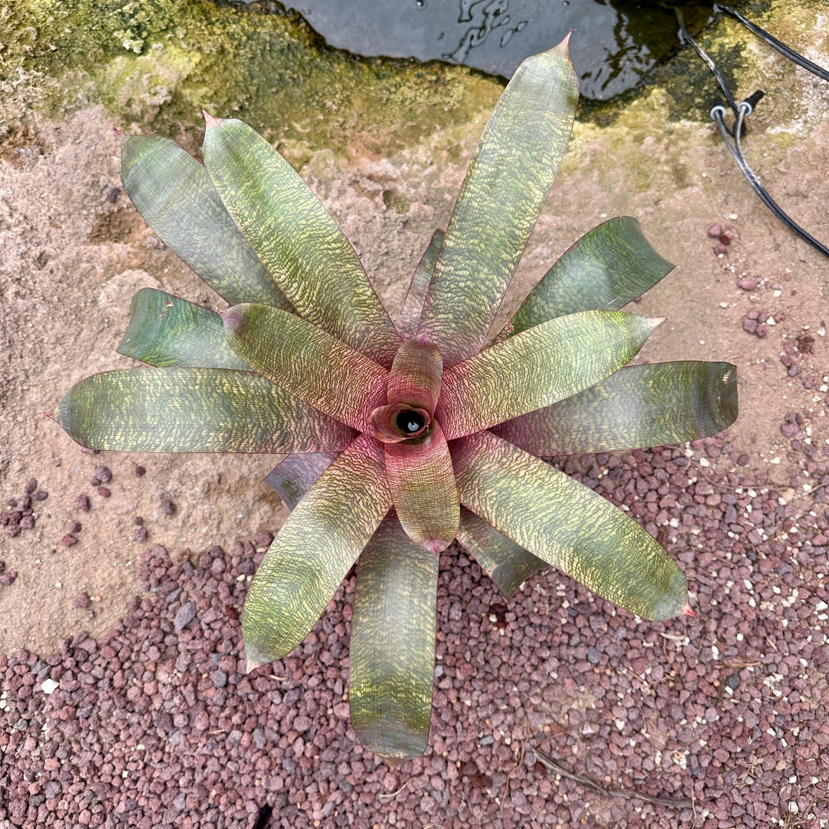 Vriesea 'Sherlette Shiigi' (V. fosteriana ‘Red Chestnut’ x V. ‘Hawaiian Sunset’)