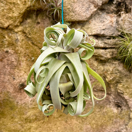 Specimen 2, One Available