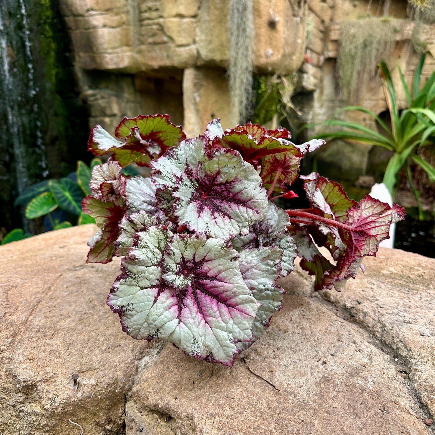 Assorted Rex Begonia
