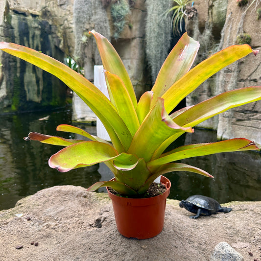 Aechmea blanchetiana