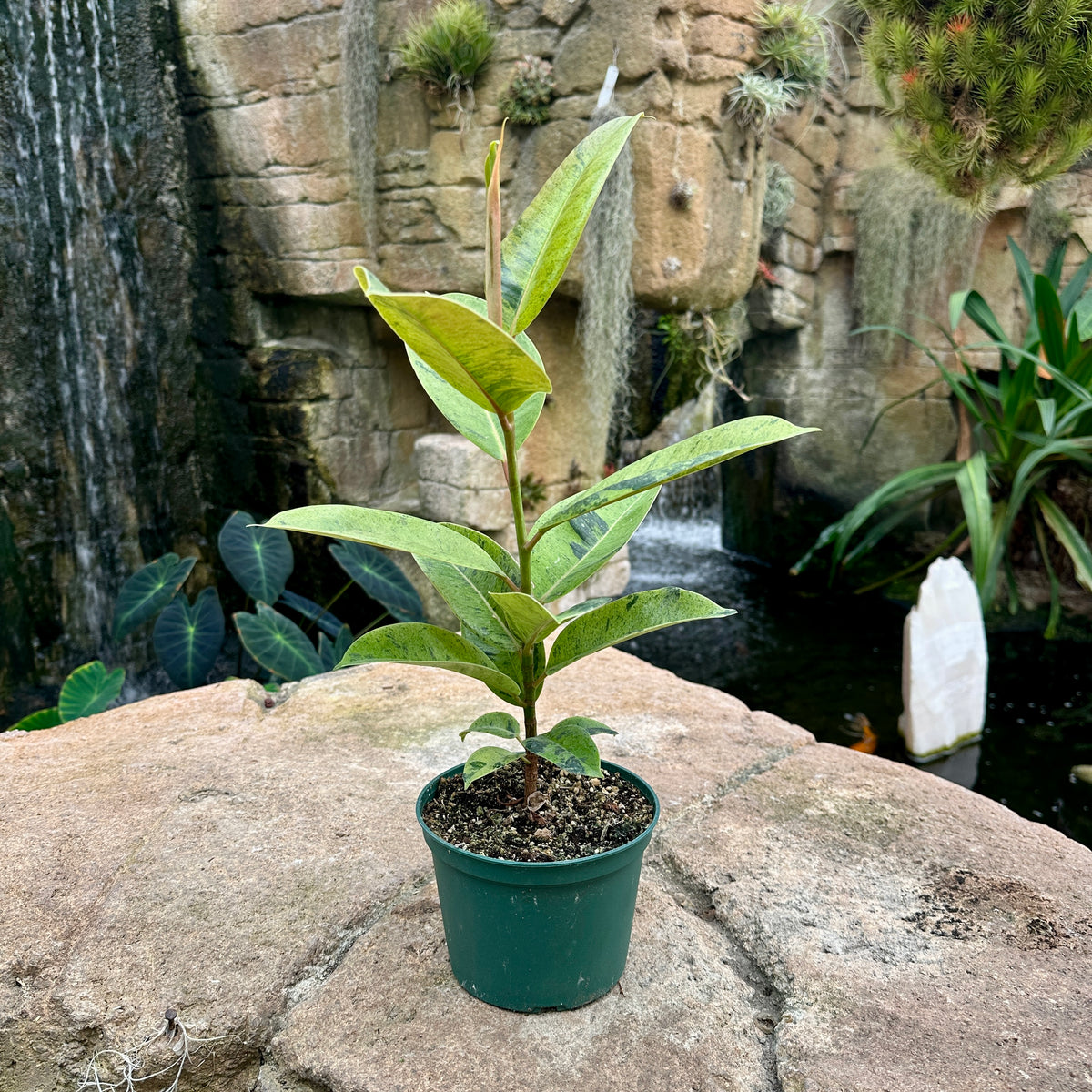 Ficus elastica ‘Shivereana Moonshine’