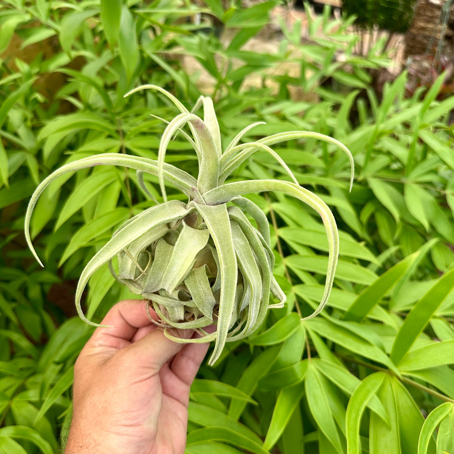 Tillandsia streptophylla x Tillandsia pruinosa var Colombia