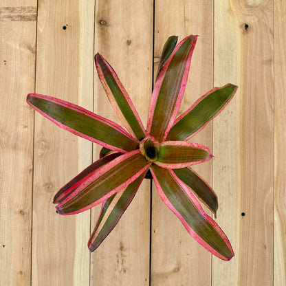 Neoregelia ‘Heat Wave’ (N. carolinae x N. fluminensis)