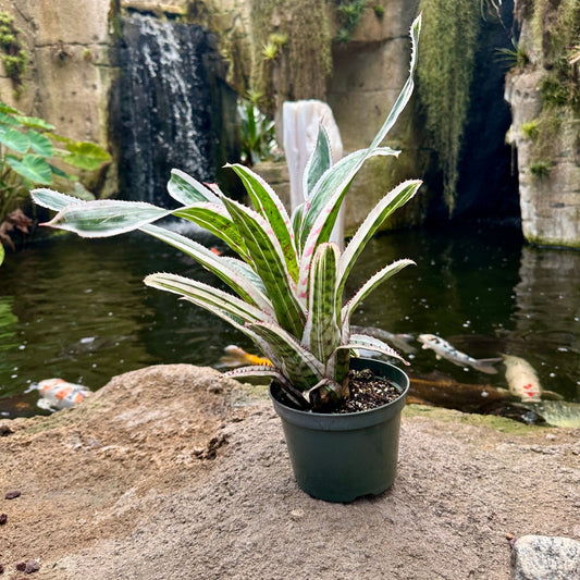 Aechmea orlandiana ’Ensign’ - Rainforest Flora