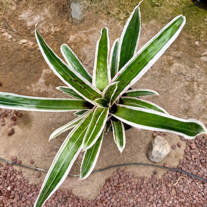 Aechmea orlandiana ’Ensign’ - Rainforest Flora