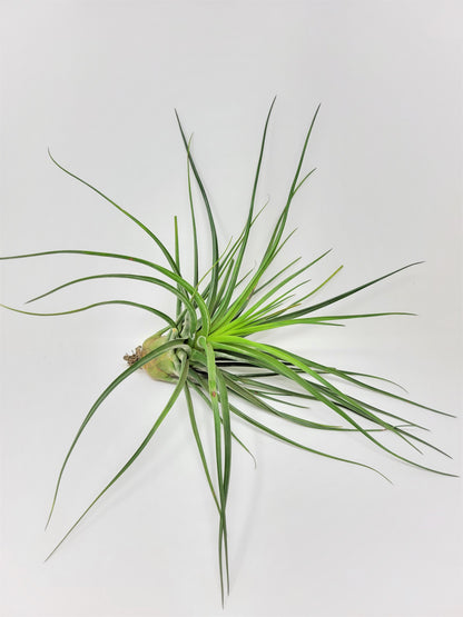 Tillandsia 'Albert The Great'