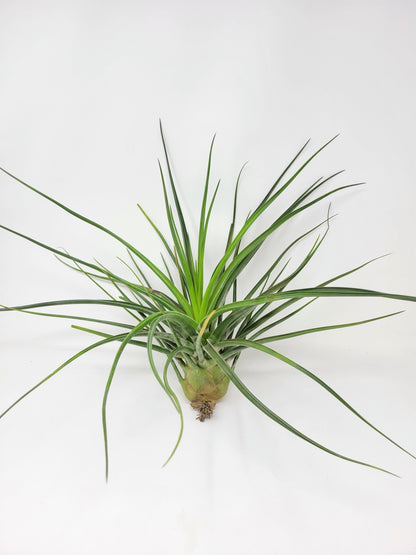 Tillandsia 'Albert The Great'