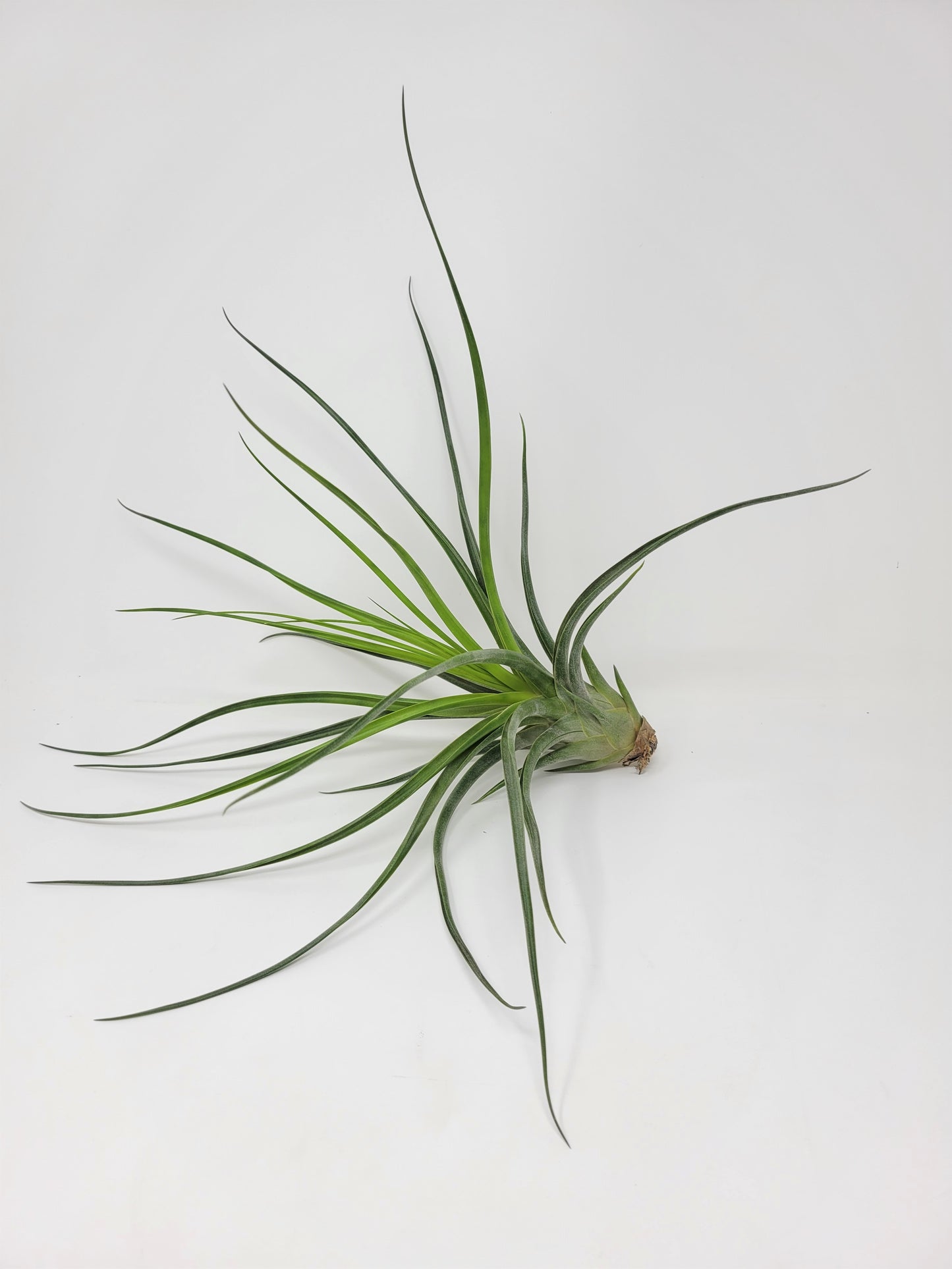 Tillandsia 'Albert The Great'