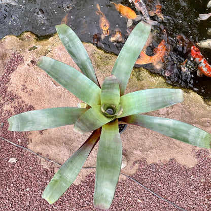 Alcantarea imperialis