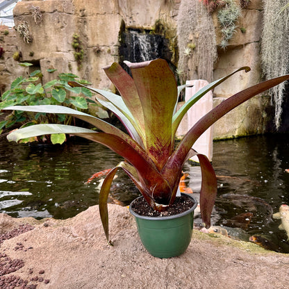 Alcantarea imperialis
