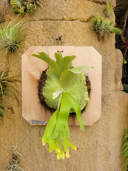 Platycerium andinum (Staghorn fern)