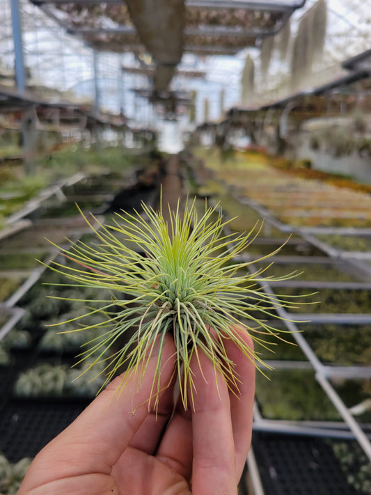 Tillandsia andreana