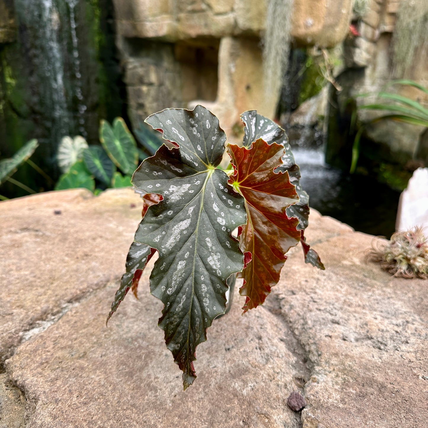 Angel Wing Begonia ‘Catherine Too’