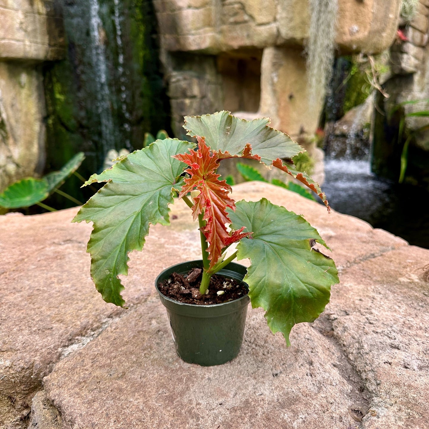 Angel Wing Begonia ‘Irene Nuss’ - Rainforest Flora