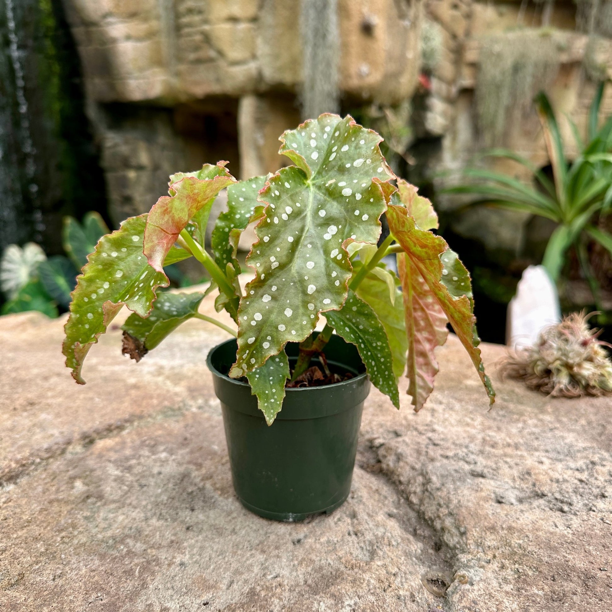 Angel Wing Begonia ‘Josephine’ - Rainforest Flora