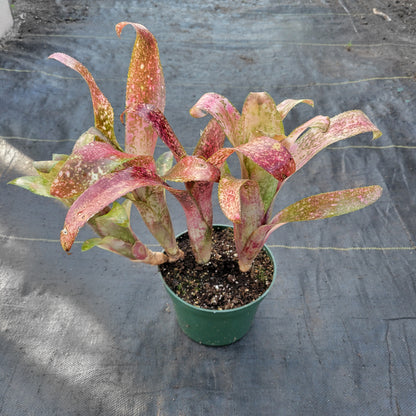 Billbergia 'Carioca'