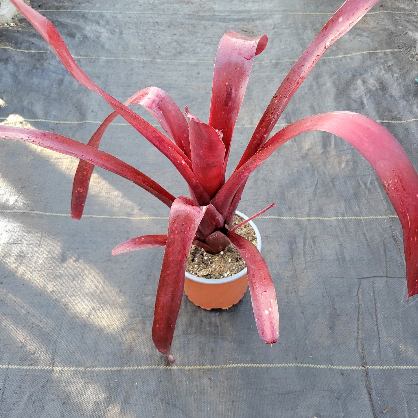 Billbergia 'Flamenco'