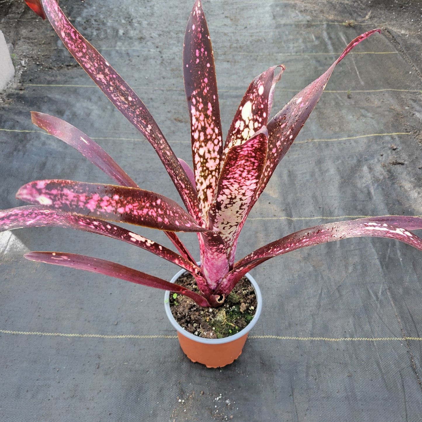 Billbergia 'Hallelujah'