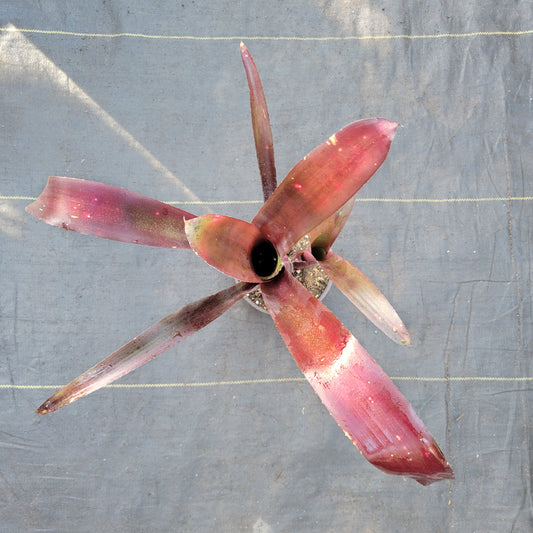 Billbergia 'Nita'