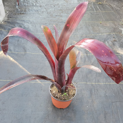 Billbergia 'Nita'