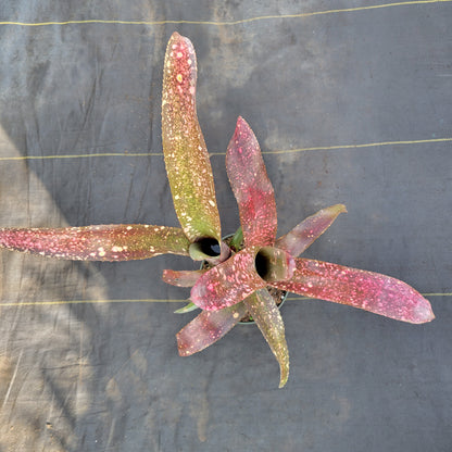 Billbergia 'Pink Champagne' x 'Manda's Othello'