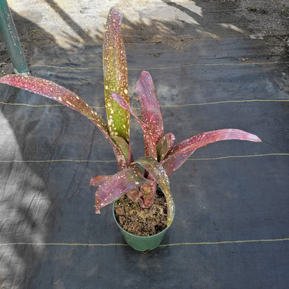 Billbergia 'Pink Champagne' x 'Manda's Othello'