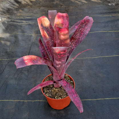 Billbergia 'Pink Champagne'