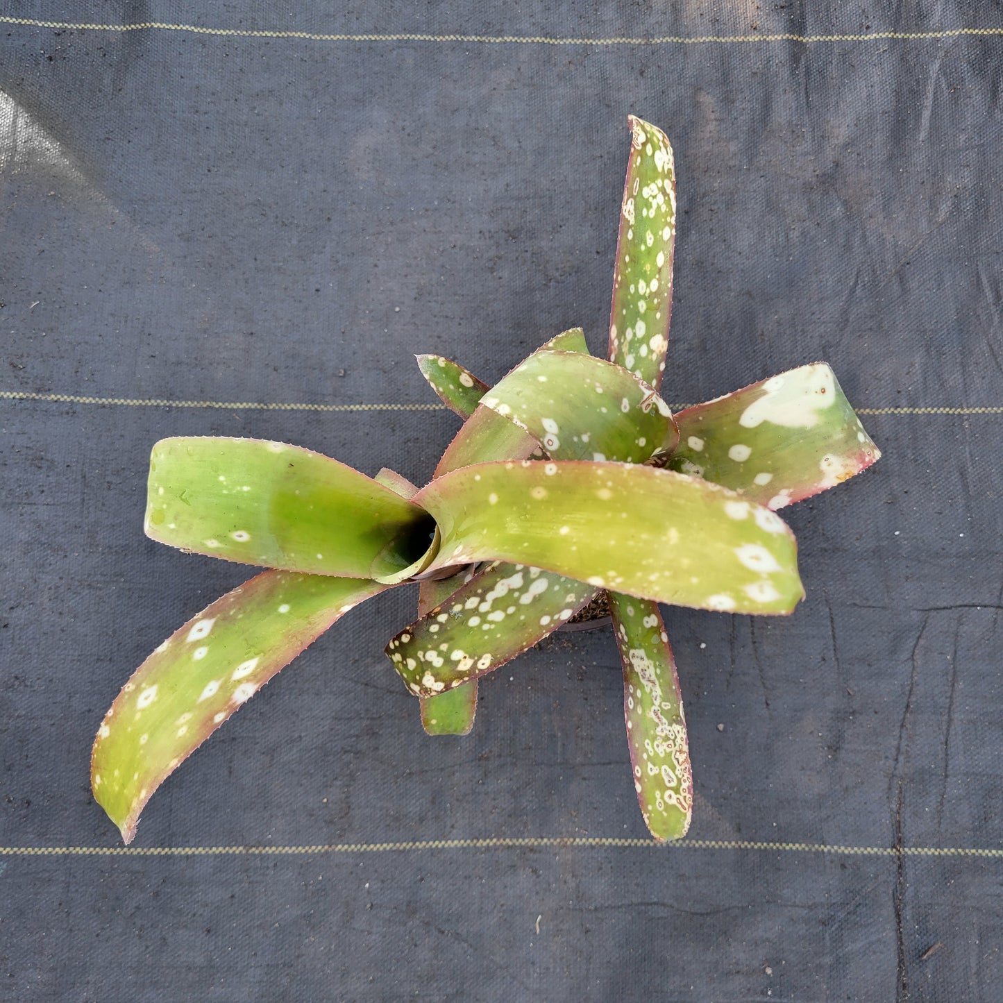 Billbergia 'Pink Patches'