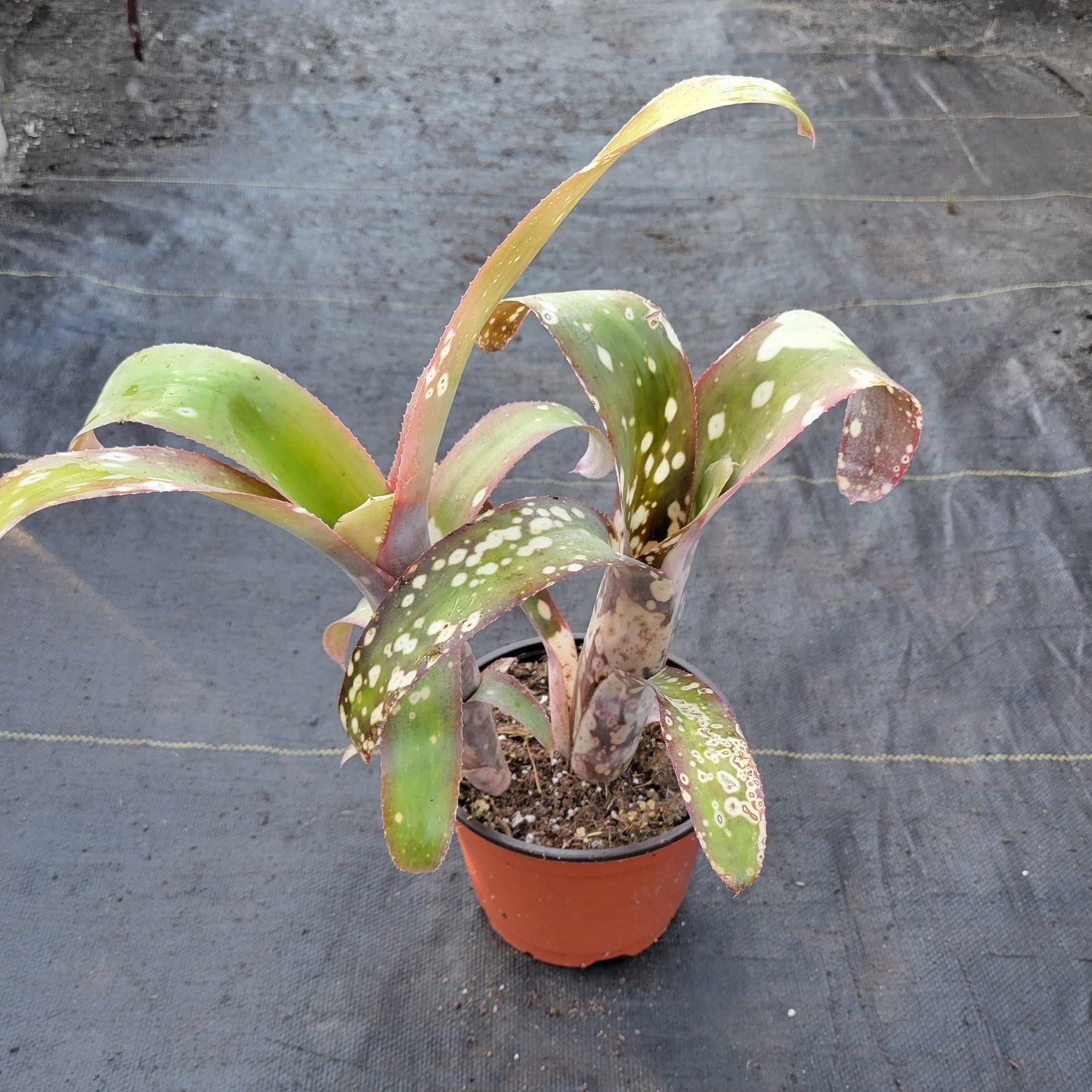 Billbergia 'Pink Patches'