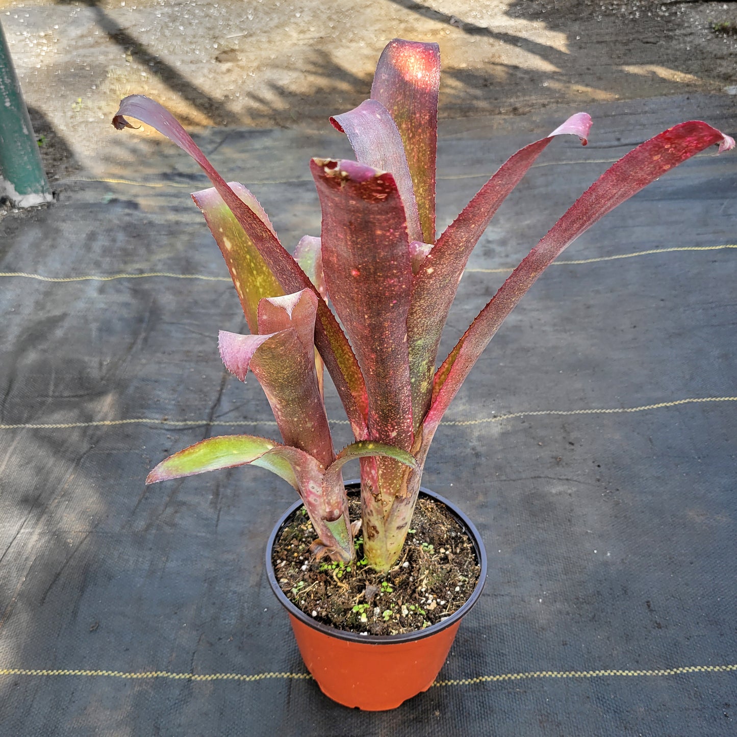 Billbergia vittata x Billbergia lindal