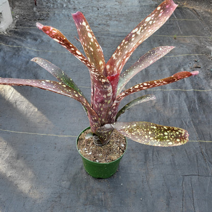 Billbergia amoena v. viridis