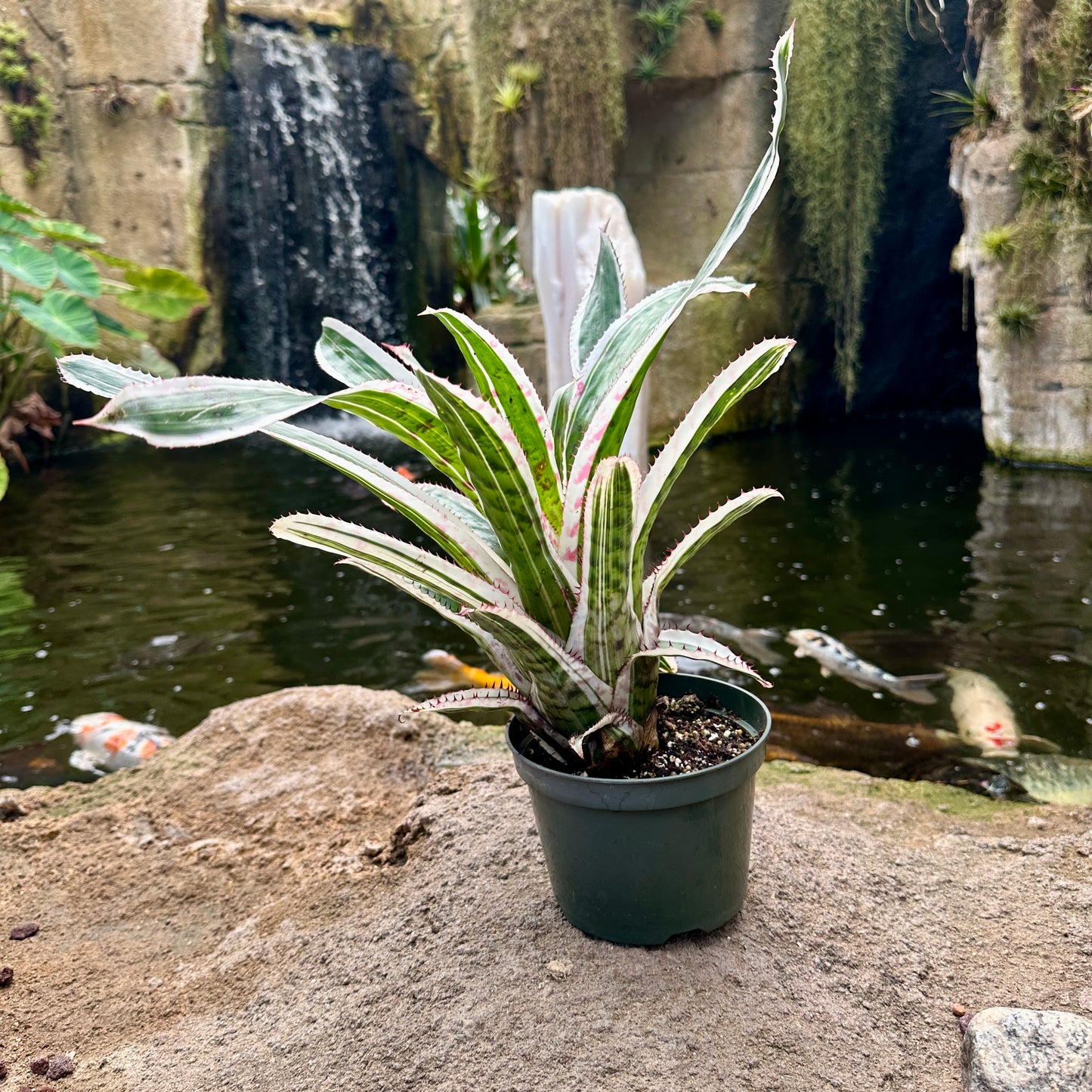 Aechmea orlandiana ’Ensign’