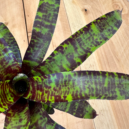 Neoregelia ‘Savoy Truffle’