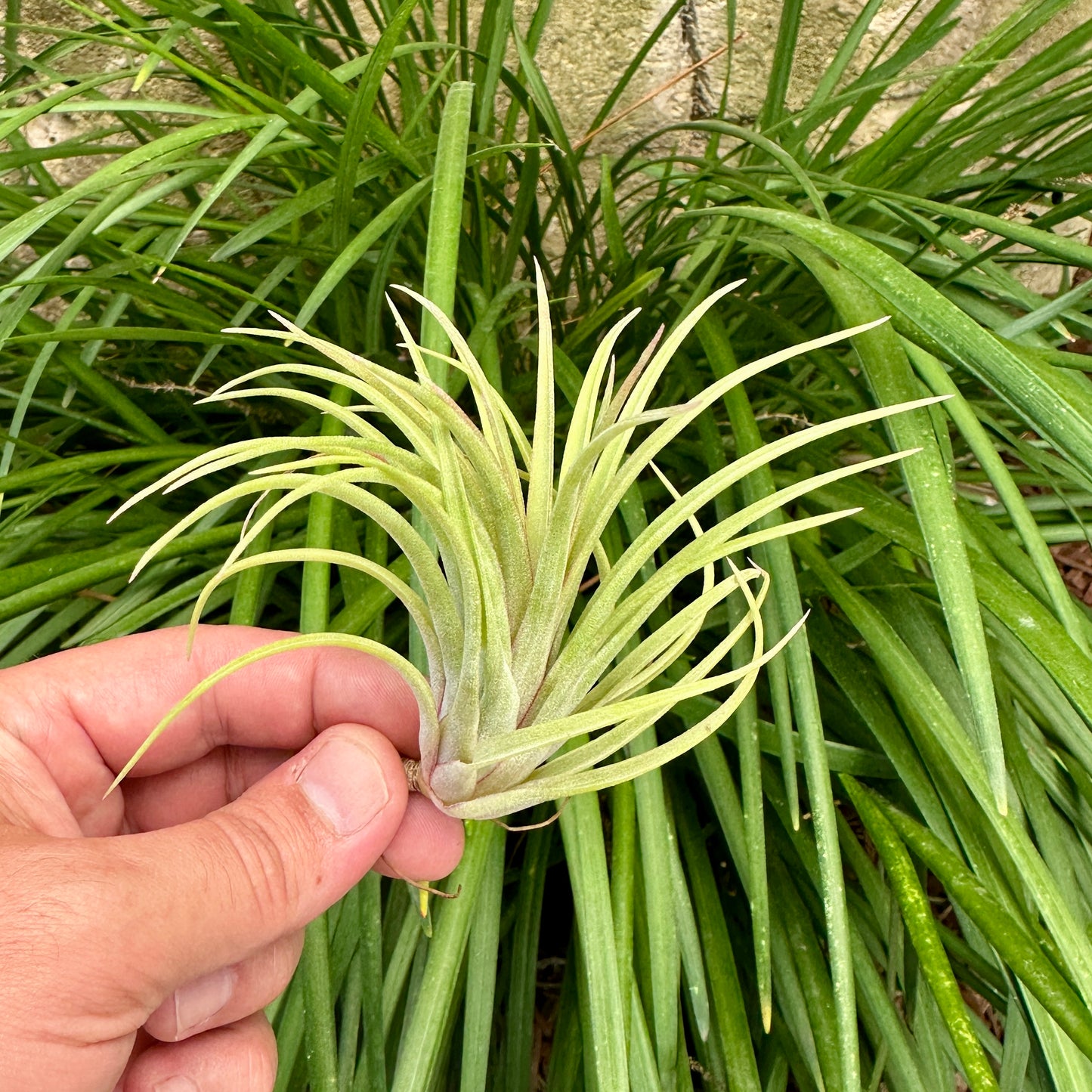 Tillandsia 'Victoria Red Splendor'