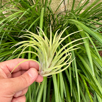 Tillandsia 'Victoria Red Splendor'