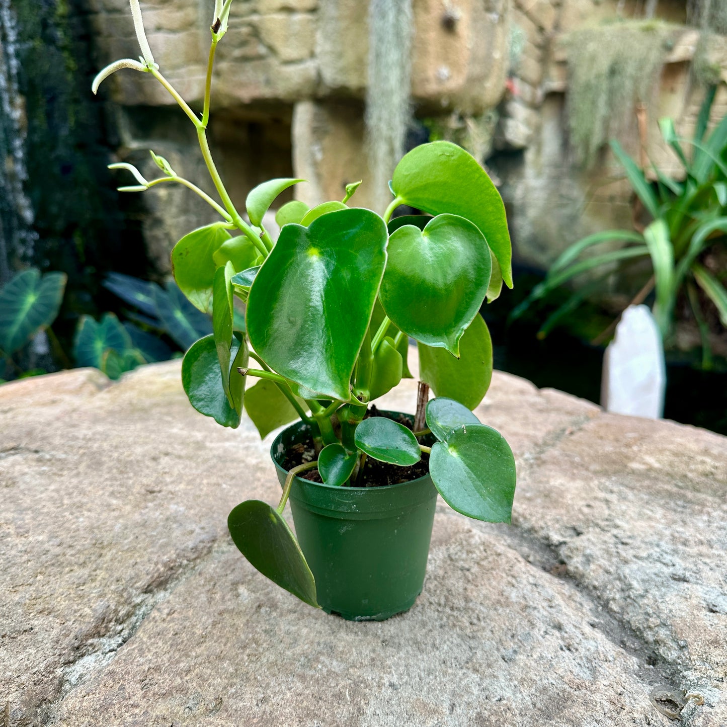 Peperomia polybotrya