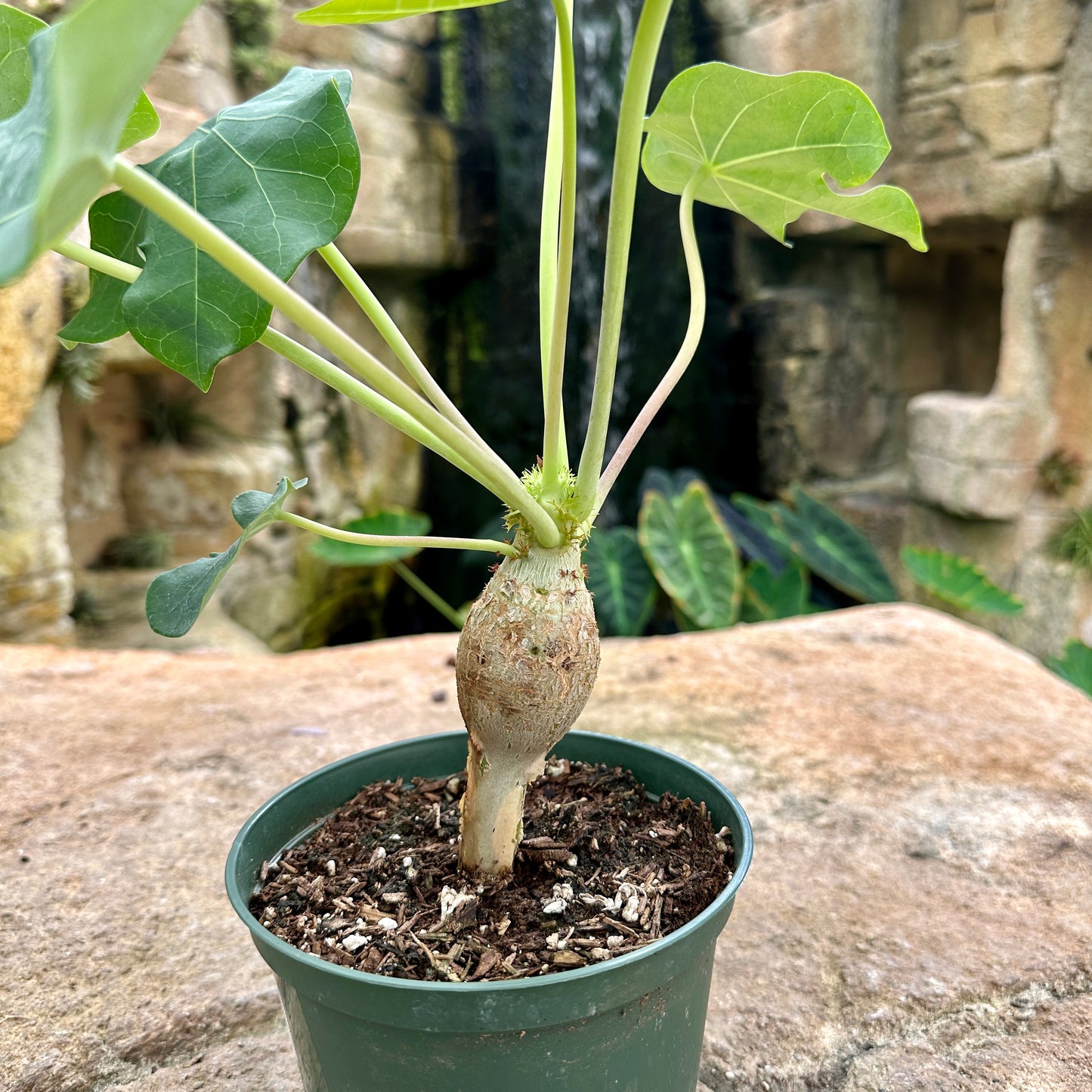 Jatropha podagrica