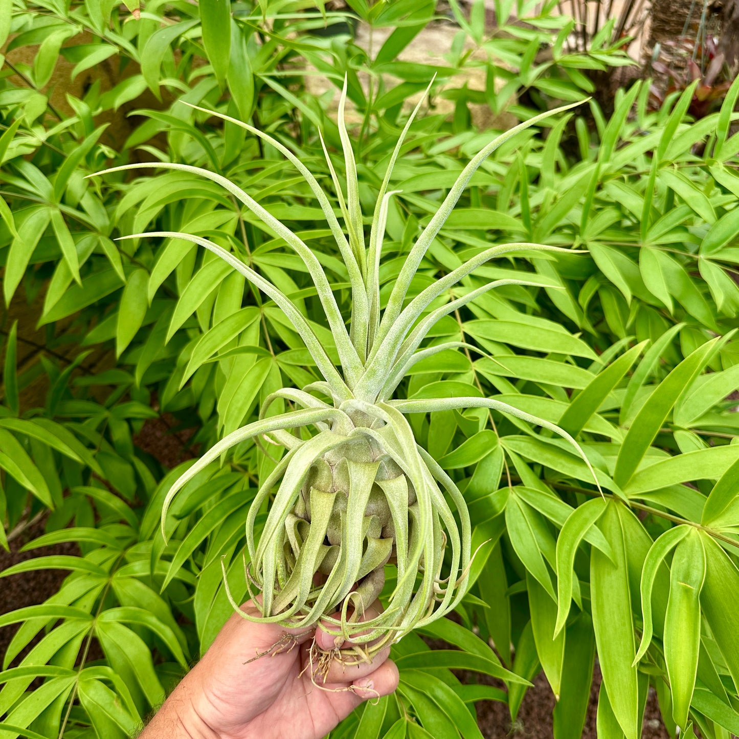 Tillandsia streptophylla x Tillandsia pruinosa var Colombia