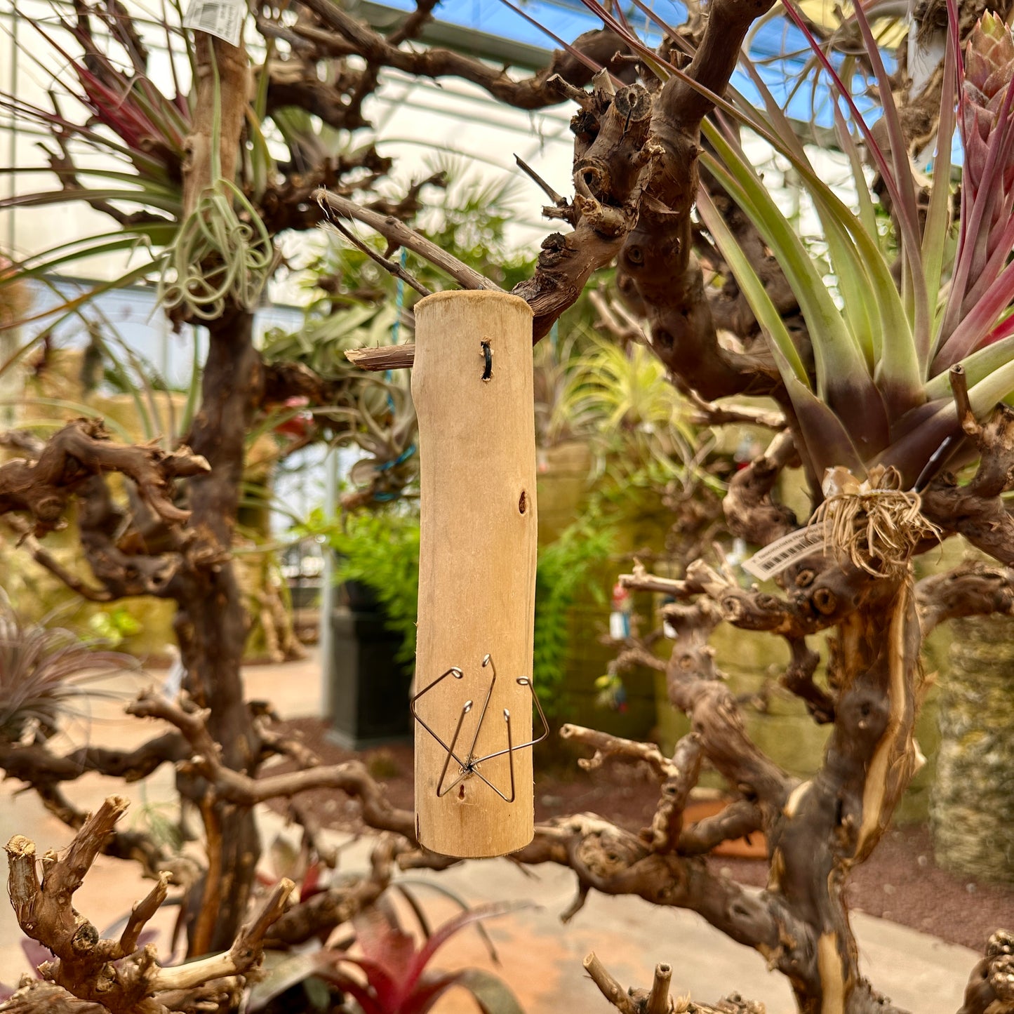 6” Wooden Tillandsia Holder with Metal Prong
