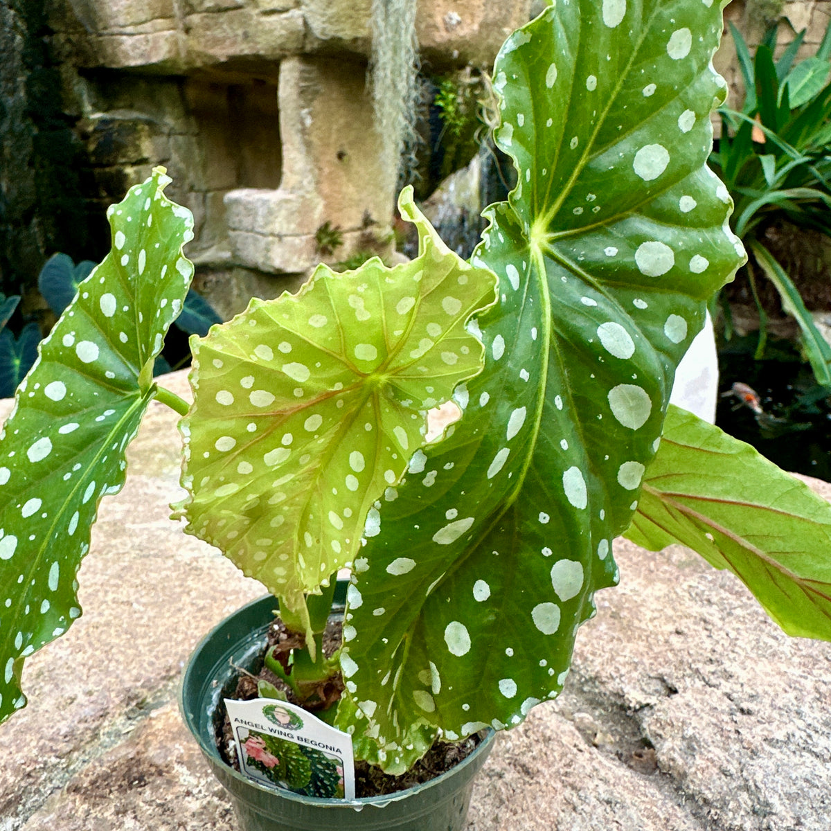 Angel Wing Begonia ‘Flamingo Queen’